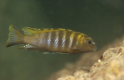 Tropheops biriwira 'Otter Point'